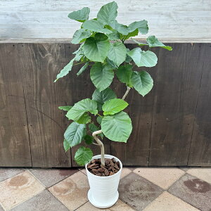 ϗtAFtBJX Ex[^*8ZA[g Mt o[N`bv ^}g