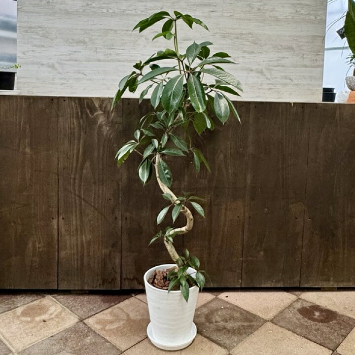 楽天市場】観葉植物：ツピタンサス*8号セラアート鉢 受皿付 バーク 