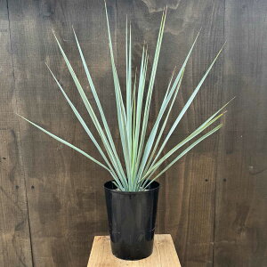  ϗtA cFbJ M_*5 Yucca rigida