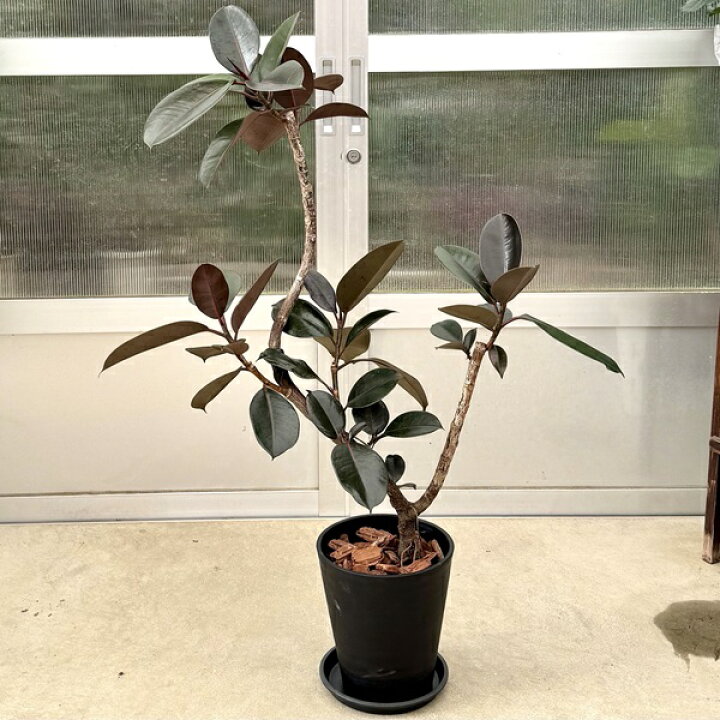 楽天市場】観葉植物：フィカス バーガンディ セラアート鉢植え*受皿付 