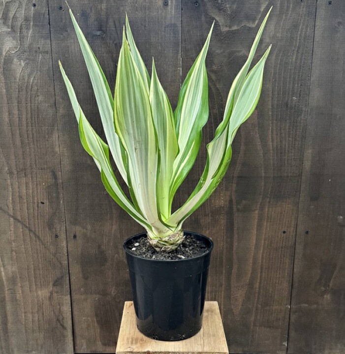 楽天市場】観葉植物：アガベ フルクラエア 斑入り*7号プラポット 現品 