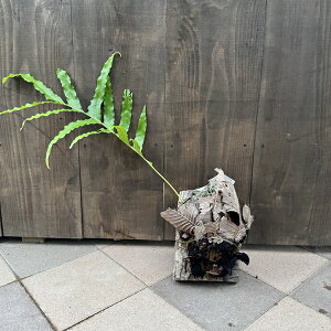 V_A ϗtAFhiA NGVtHA*RN i3