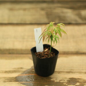 ~jcF܎O݂*V`ST  gt momiji