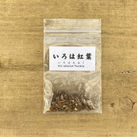 遊恵盆栽：種子　いろはもみじ*(イロハモミジ/紅葉）