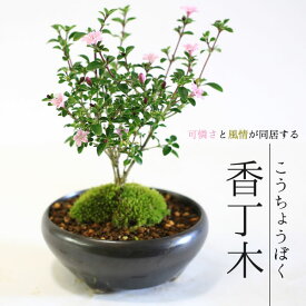 まだ間に合う【父の日ギフト プレゼント】【即日出荷可!】小品盆栽：香丁木(瀬戸焼黒鉄鉢)*【送料無料】bonsai