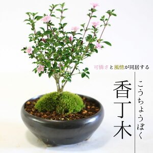 hV̓ Mtgyo׉!zi~́F(ˏčS)*yzbonsai