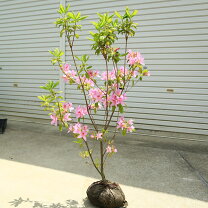 楽天市場】大株ツツジの通販