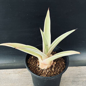 AFAKx@fXeBAi@xlYG*SS 12cm