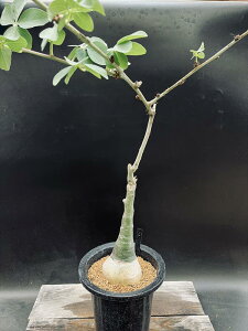 R[fbNXFAfjA@OEJ*򍪕8cm@iIi