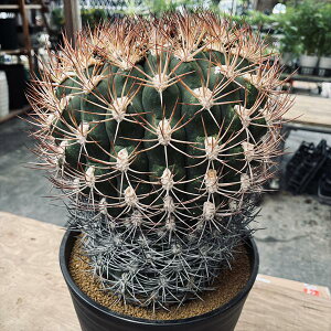 サボテン:ギムノカリキウム 新天地 実生*幅22cm 現品!一品限り