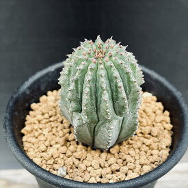 多肉植物：ユーフォルビア　ホリダ梵天*幅3cm