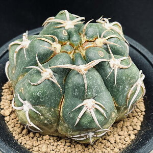 サボテン:ギムノカリキウム 狂刺海王丸 実生*幅8cm 現品!一品限り ※傷あり