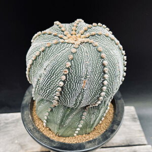 T{eFAXgtBc@ԉԊہ@_cM*13cm@iIi