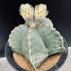 T{eFAXgtBc ]ɗڗaPʁ@*13cm@iIi