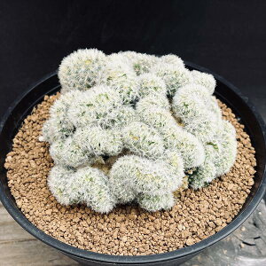 �T�{�e���F�}�~�����A�@�J�����i�G�@�ԉ��@����*��10cm�@���i�I��i����