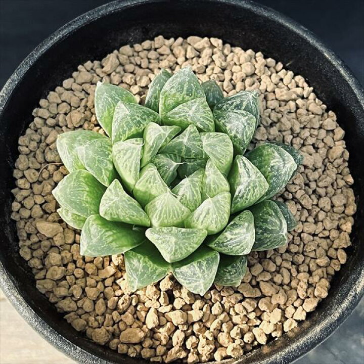 楽天市場】☆特価☆多肉植物：ハオルチア 光るオブツーサ*M 幅5cm 