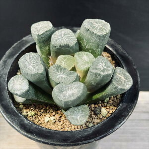 AFnI`A@Dہ@ACXI[*8.5cm iIi