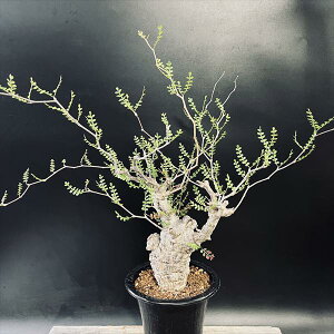 R[fbNXFIyNJA pLvX@*t58cm@iIi