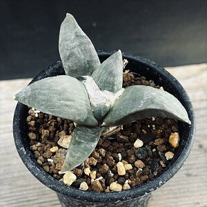 T{eFAIJvX 僂XgԉO̎*6cm ԏ