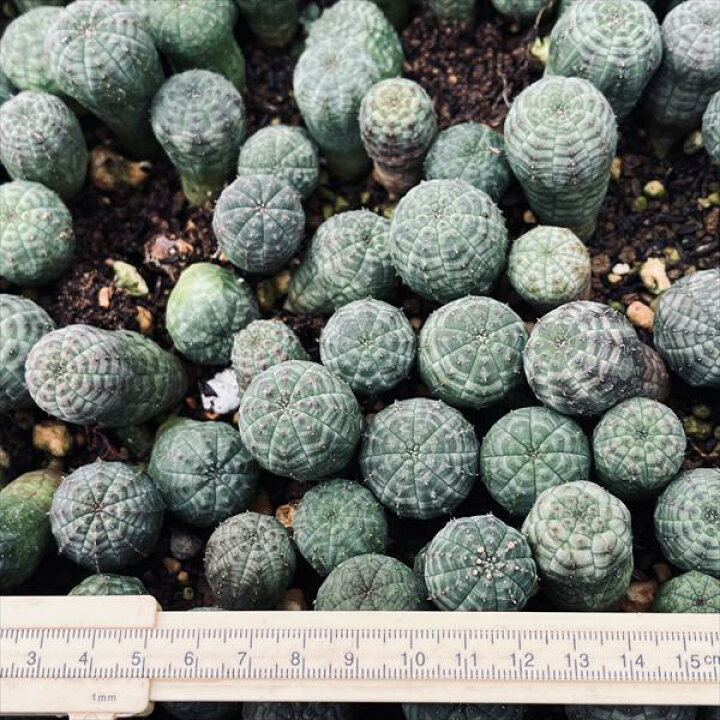 楽天市場】☆特価☆多肉植物：ユーフォルビア オベサ 抜き苗 10個