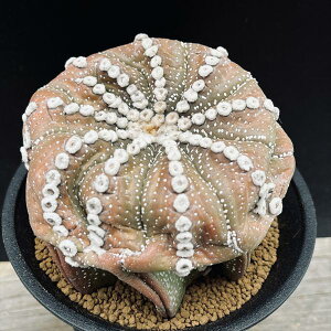 T{eFAXgtBc@Aہ@*11cm@iIi