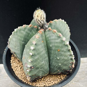 T{eFAXgtBc@ɗڗaPʁ@*12cm@iIi