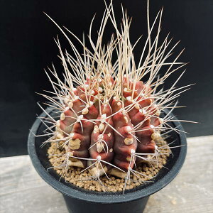 サボテン:ギムノカリキウム*幅8cm 現品!一品限り