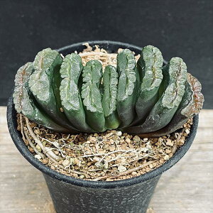 AFnI`A@ʐ@i×R-2*8cm iIi