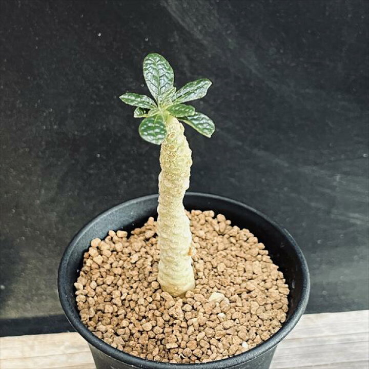 楽天市場】コーデックス：ドルステニア ギガス *葉幅3cm : 遊恵盆栽 