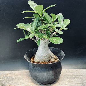 R[fbNXFAfjE@ArJ@RpNgZNg@MyĔ*t18cm@iIi