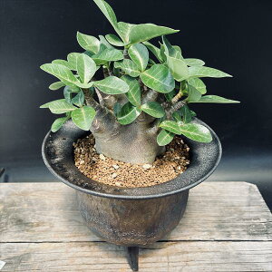 R[fbNXFAfjE@ArJ@h[t@V[g@MyĔ*t18cm@iIi