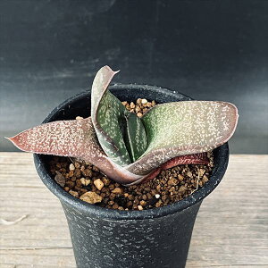 AFKXeA@GNZT*S@7cm@ԏ