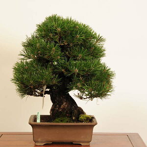 I ~́FO͍* i _ ܂@N}c@Kuromatsu bonsai i~