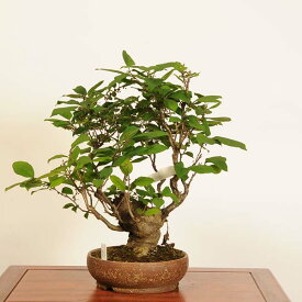 盆栽：梅もどき(大納言)*現品 一点物 梅擬　ウメモドキ　Ilex serrata Umemodoki bonsai 中品盆栽