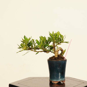 ~́Fq(_)*i _ Ȃ N`iV kuchinashi bonsai ~j~
