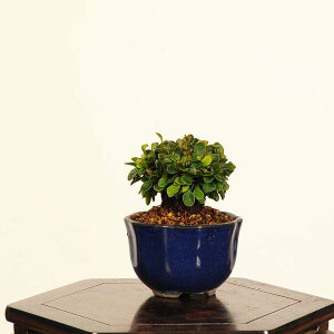 ~́Fږ؁i߂EMj*i _ Berberis thunbergii Megi bonsai ~j~