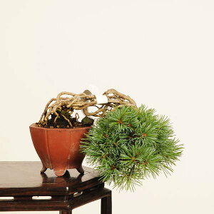 ~ IFܗt* _@i 悤܂@SE}c@Goyoumatsu bonsai ~j~
