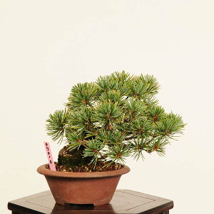 ~ IFܗt* (JPL)_@i 悤܂@SE}c@Goyoumatsu bonsai ~j~
