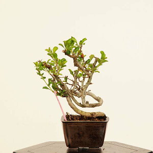 ~́F~(`EWoC)*i _ 傤΂@Cyoujyubai bonsai ~j~