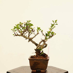 ~́F~(`EWoC)*i _ 傤΂@Cyoujyubai bonsai ~j~
