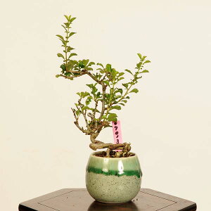 ~́F~(`EWoC)*i _ 傤΂@Cyoujyubai bonsai ~j~