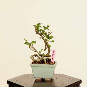 ~́F~(`EWoC)*i _ 傤΂@Cyoujyubai bonsai ~j~