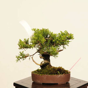~́F^ i* ς@VpN Sabina chinesis@Shinpaku bonsai i~