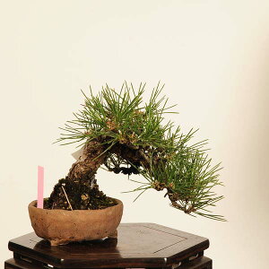 ~ IFO͍* i _ ܂@N}c@Kuromatsu bonsai i~