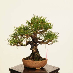 ~ IFO͍* i _ ܂@N}c@Kuromatsu bonsai i~