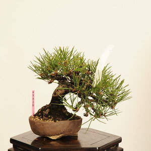 ~ IFO͍* i _ ܂@N}c@Kuromatsu bonsai i~