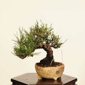 ~ IFO͍* i _ ܂@N}c@Kuromatsu bonsai i~