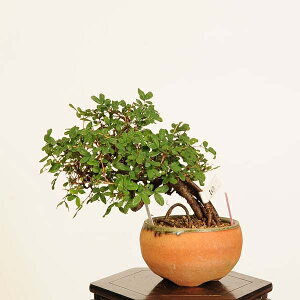 ~́F(ނꂷ)*i _ XY@Muresuzume bonsai i~