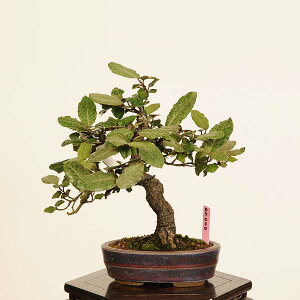 ~́F*@i _ JO~@Kangumi bonsai Elaeagnus@i~