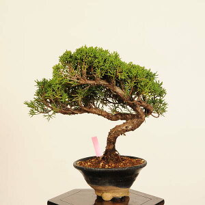 ~́F^ *i _ ς@VpN Sabina chinesis@Shinpaku bonsai i~